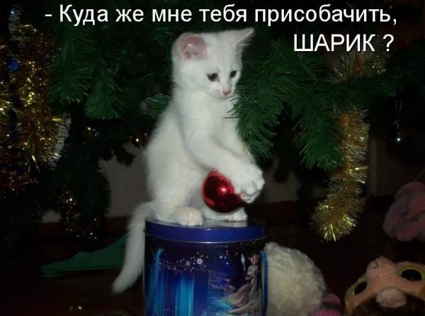 Новогодние елки и коты с надписями