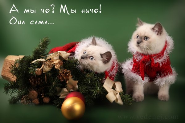 С наступающим новым годом котики