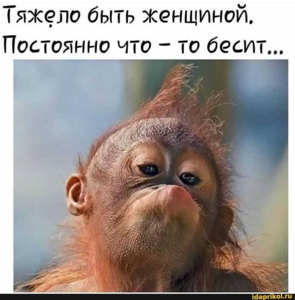 Смешная картинка для поднятия настроения