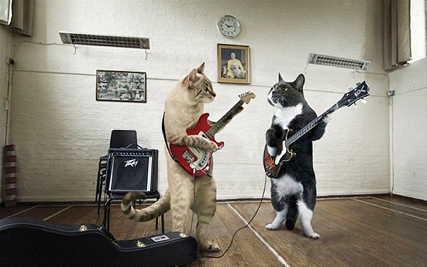 Кот с гитарой
