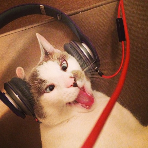 Коты с наушниками