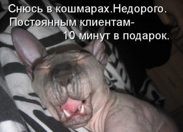 Спокойной ночи прикол