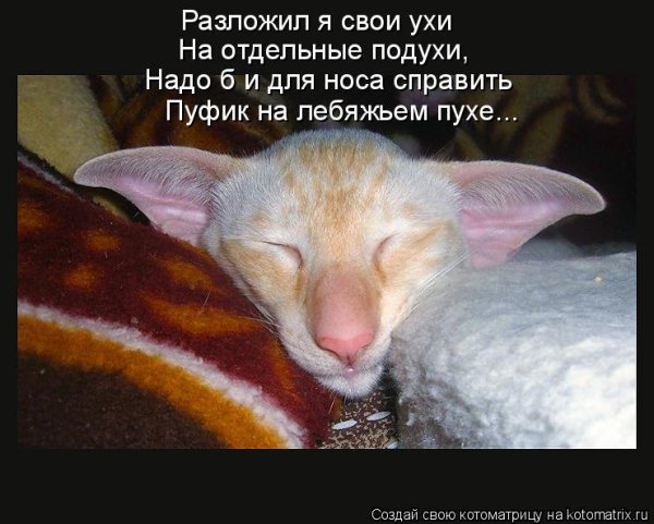 Спокойной ночи прикольные