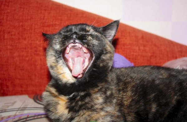 Кот смеется