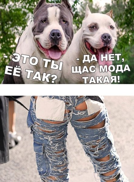Смешные картинки синадписями