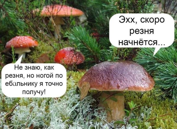 Смешные картинки с надписями