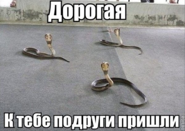 Смешные картинки с надписями