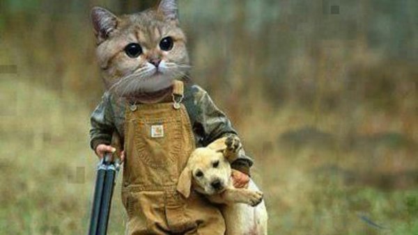 Кот с автоматом