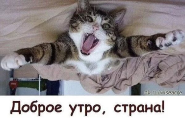 Ржачные картинки с добрым утром