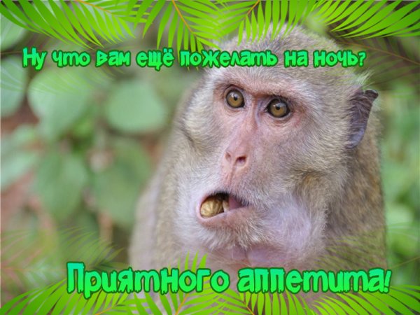 Смешные пожелания на ночь
