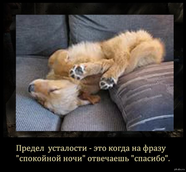 Спокойной ночи с юмором