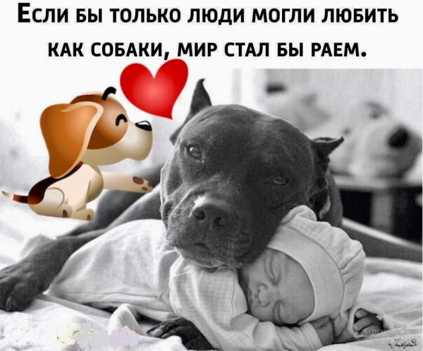 Прикольные пожелания спокойной ночи