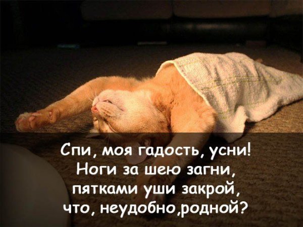 Спокойной ночи картинки прикольные