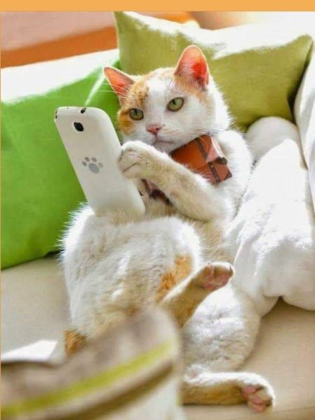 Котенок с телефоном