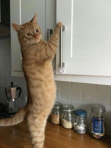 Прикольные котики