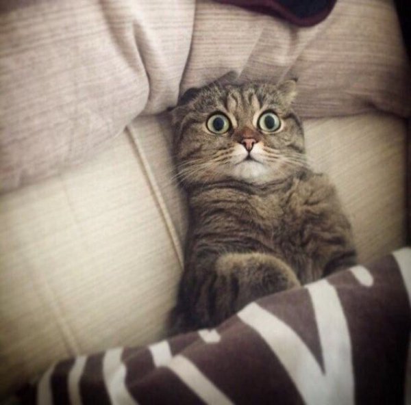 Прикольные котики