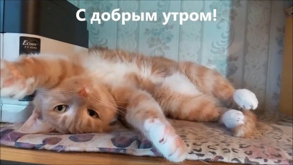 Смешные картинки с добрым утром
