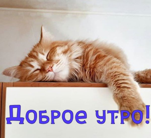 Открытки с добрым утром с котятами