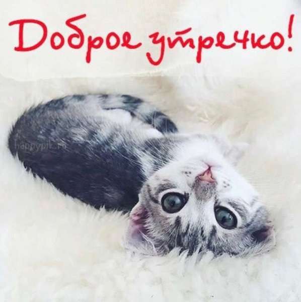 Доброе утро котики