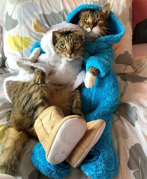 Позитивные коты
