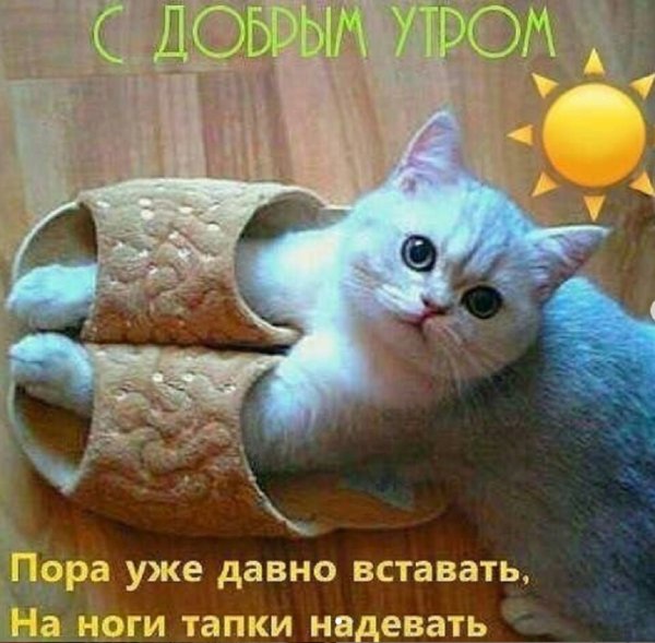 Кошечки смешные с добрым утром