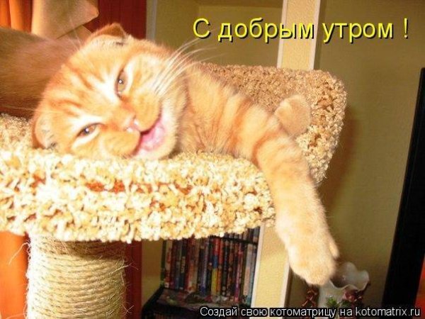Утренние приколы с котами