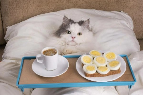 Утренний кот