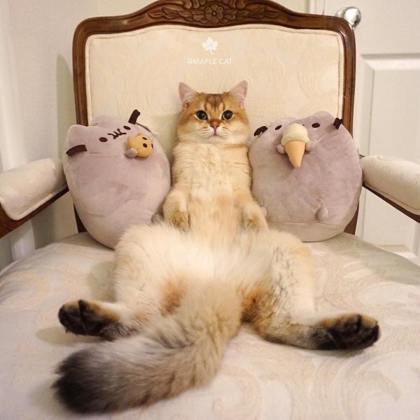 Доброе утро котя