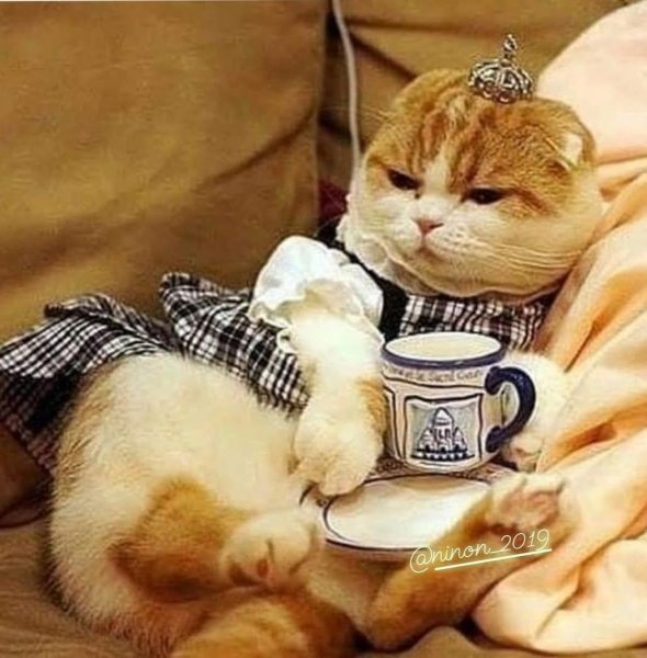 Доброе утро котики