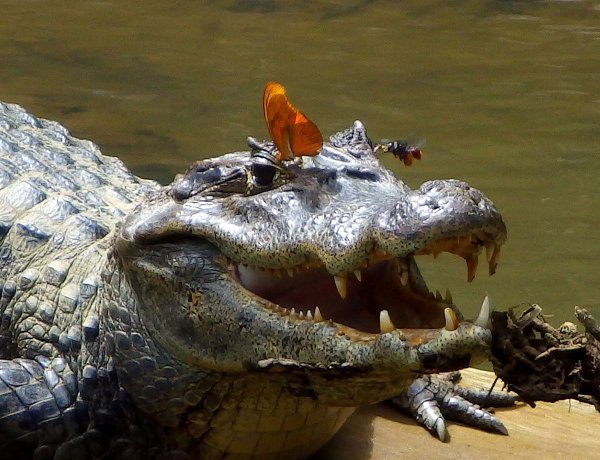 Прикольные крокодилов