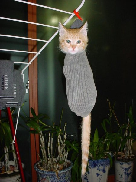 Котики смешные