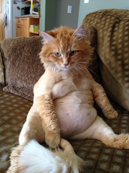 Угарные коты