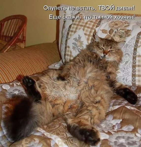 Приколы про кошек с надписями