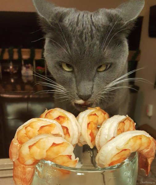 Коты и еда