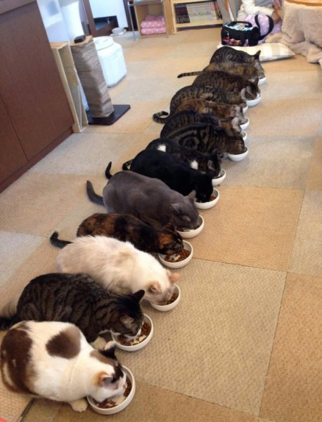 Прикольные кошки