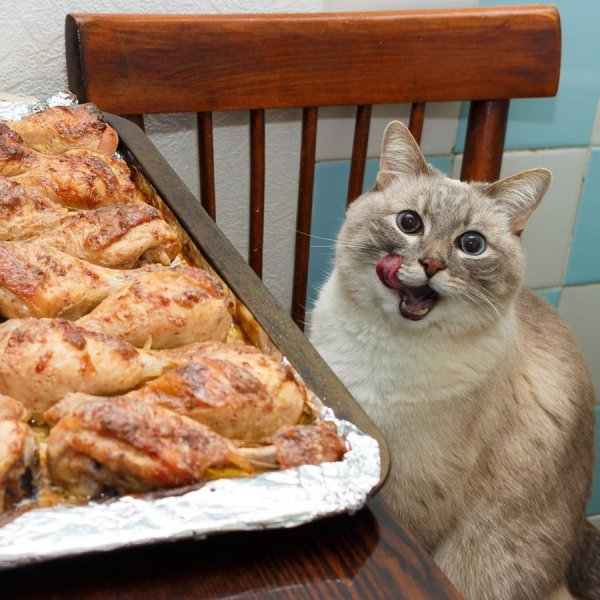 Прикольный кот