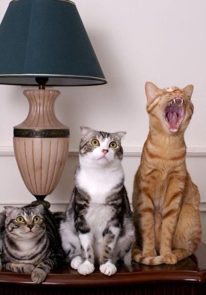 Прикольные котики