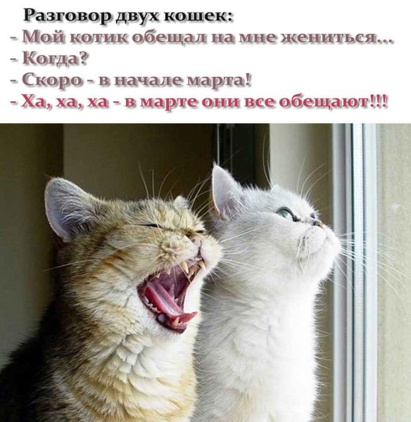 Шутки про кота