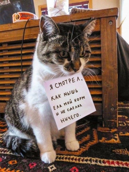 Прикольные коты