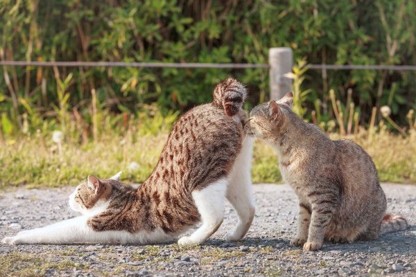 Котики смешные