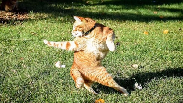 Смешной кот