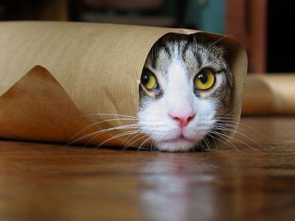 Прикольный кот