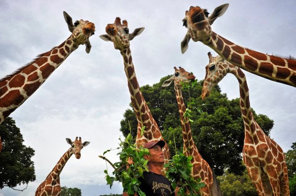 Прикольные с жирафами