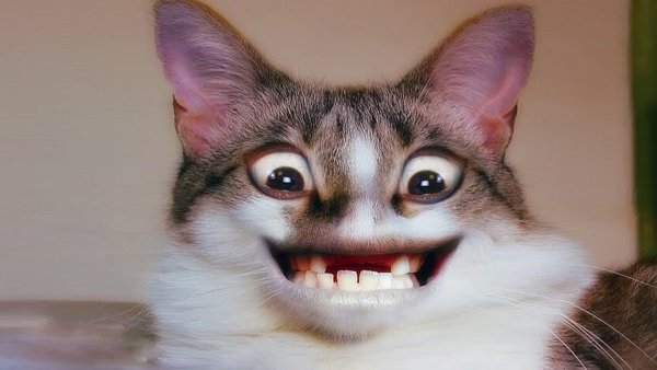 Кот ржака