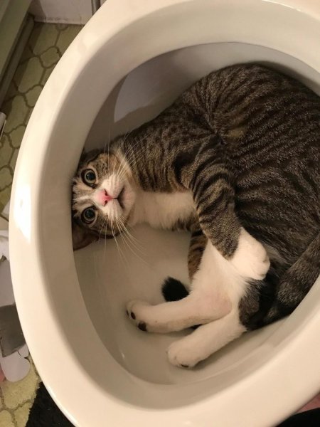 Унитаз для кошек