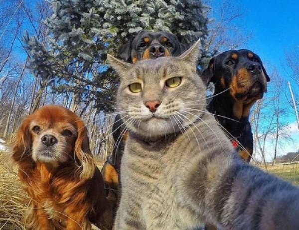 Прикольные кошки и собаки