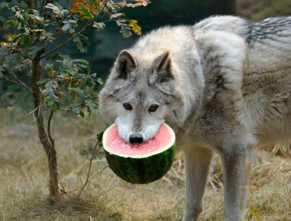 Волкособ Юки