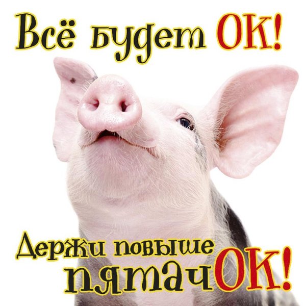 Выше нос картинки