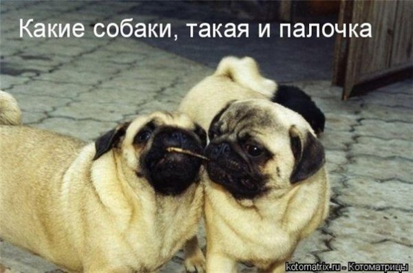 Смешные животные с надписями