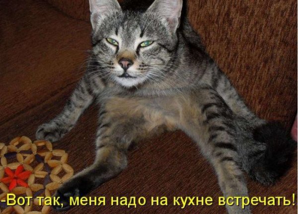 Смешные котики с надписями